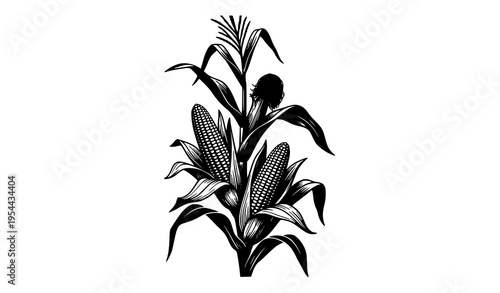Detailed maize plant silhouette vector with two corn ears and leaves black and white agricultural illustration isolated on white