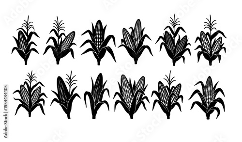 Corn plant silhouettes vector set with maize stalks and two ears in varied shapes black and white agriculture collection isolated