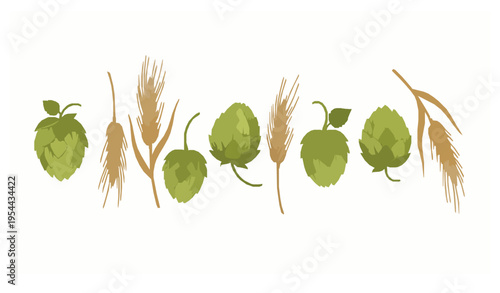 Hop cones and barley stalk vector illustration with agricultural plants for brewing and farming design isolated on white background