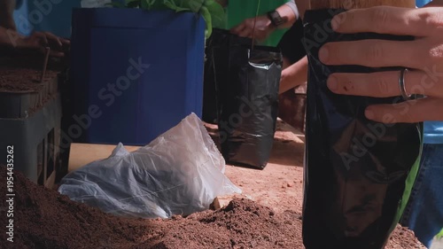 Hands packing soil into a plastic nursery bag during plant propagation, preparing containers for tree seedling growth before transplanting in forestry or agriculture.