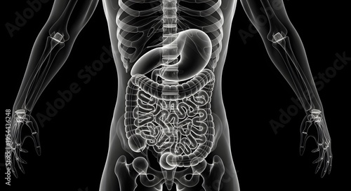 Human abdominal and digestive system x ray image showing internal organs