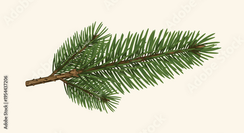 Close up of a green fir tree branch with needles isolated on a light cream background suitable for winter holiday or nature designs.
