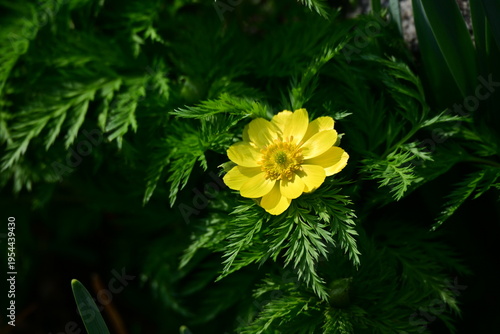 spring flowers