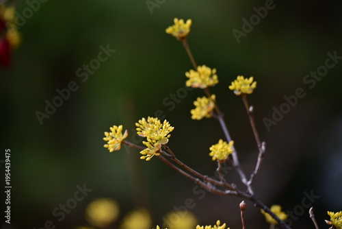 spring flowers