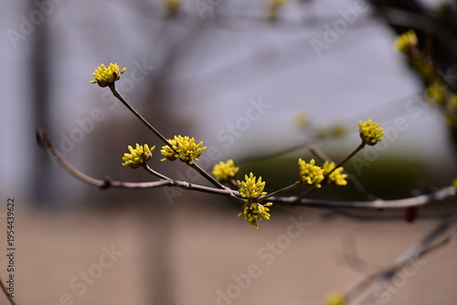 spring flowers