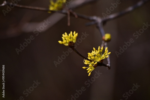 spring flowers