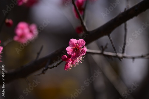 spring flowers
