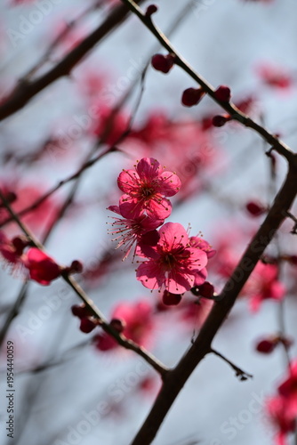spring flowers