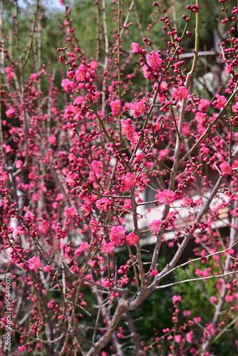 spring flowers
