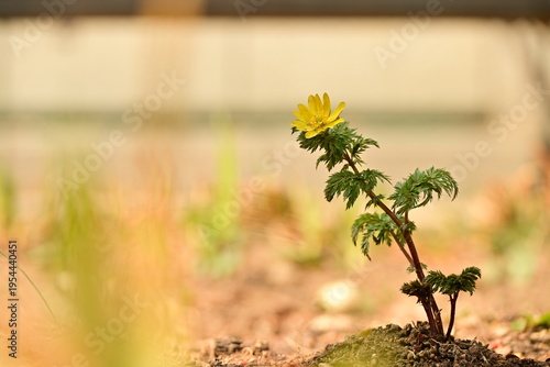 spring flowers