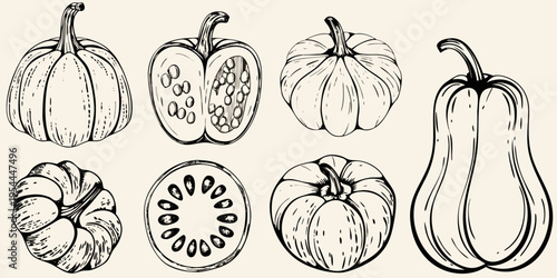 Vintage style illustration of various pumpkins and squash arrangements