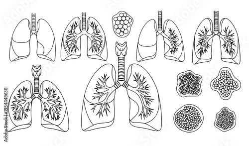 Human Lungs Anatomy Vector Set Respiratory System Trachea Illustration