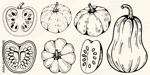 Variety of squash illustrations cross sections and whole forms displayed