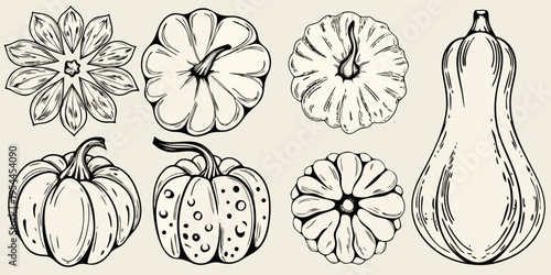 Vintage style sketch of various pumpkins and gourds in a collection