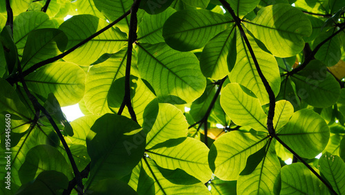 Canvas Print Ketapang leaves (Terminalia catappa) are known to contain high levels of flavonoids, tannins, and saponins, making them potent natural antibacterials, antifungals, and antioxidants