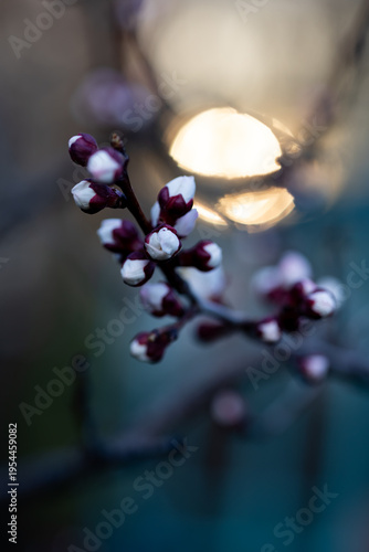 Closeup of apricot buds in March against the sunset