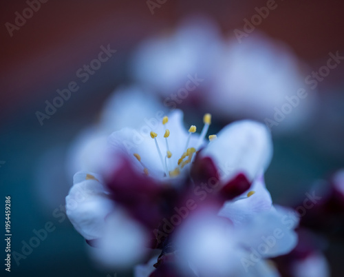 Closeup of apricot buds in March against the sunset