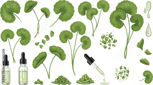 Centella asiatica skincare ingredient set with leaves, extract drops, serum bottles and natural cosmetic elements vector illustration isolated on white background