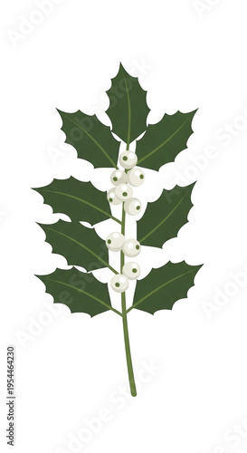 A sprig of mistletoe with green leaves and white berries isolated on transparent background