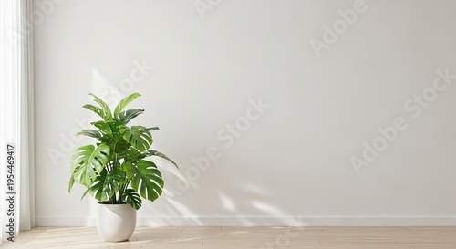 A vibrant monstera plant sits in a white pot on a wooden floor. The plant is positioned against a plain white wall, casting a shadow on the floor.