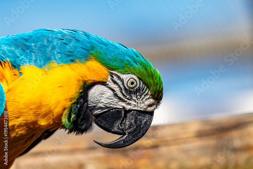 Fotografie A portrait of an oriental macaw Ara