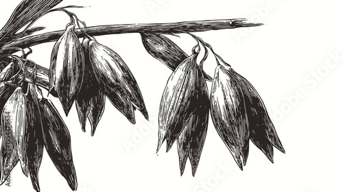 Hand-drawn black and white illustration of a grain stem with seed pods hanging down