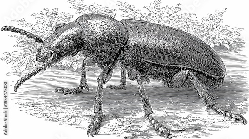 Detailed vintage engraving of a beetle, showcasing its anatomy against foliage