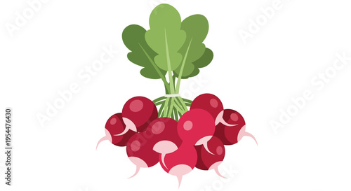 Fresh Bunch of Red Radishes Flat Vector Illustration Isolated on White Background