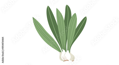 Hand-drawn illustration of fresh wild ramps or wild leeks isolated on a white background. Perfect for culinary, foraging, and healthy eating concepts.