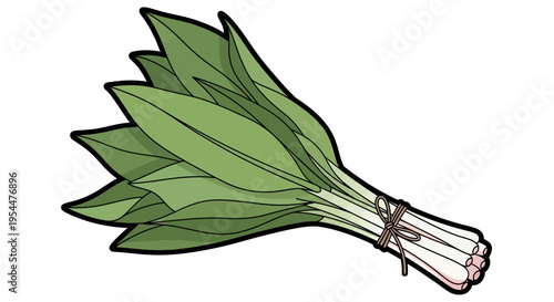Fresh Bundle of Ramps Wild Garlic and Wild Leeks Illustration, Green Spring Vegetable Isolated on White Background