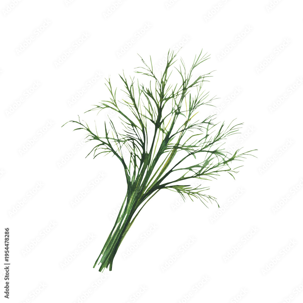 Fototapeta premium Fresh dill herbs branch, green spice. Watercolor hand drawing bunch of garden, kitchen fragrant seasoning. Realistic painted illustration for food cooking, menus and recipes. Isolated from background