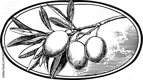 Black and white illustration of olives on a branch inside an oval frame