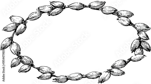 Sketched oval frame of seed pods; vintage black and white botanical drawing illustration