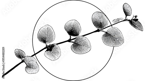 Engraved branch with round leaves, enclosed in a circle, black and white illustration