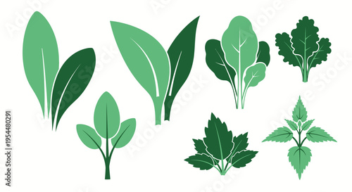 Healthy Green Leafy Vegetables and Organic Herbs Vector Illustration Set with Spinach, Kale, and Mint on White Background