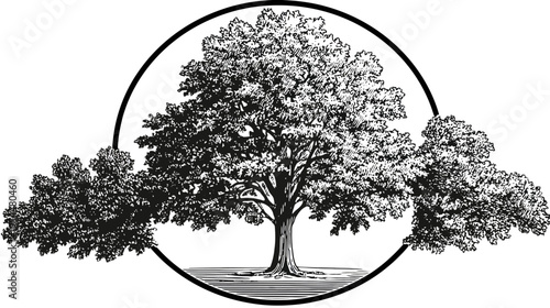 Etched illustration of a tree in a circle, flanked by two smaller trees