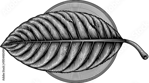 Detailed, intricate cross-hatch drawing of a broad leaf with a stem and circular background