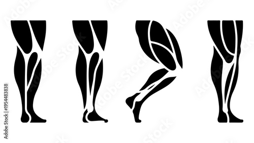 Anatomical illustration of leg muscles in various poses and perspectives
