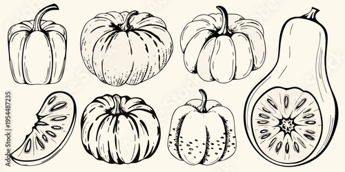 Vintage style illustration of various pumpkins and squash in a sketch