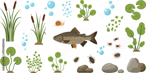 Freshwater pond ecosystem vector set with fish aquatic plants insects snail rocks and bubbles nature biology illustration