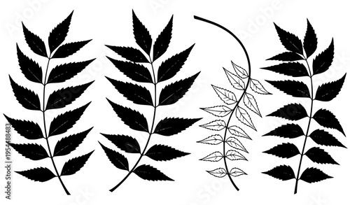 Neem Leaves Botanical Silhouette Collection Herbal Vector Elements