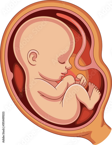 Detailed medical illustration of human fetus inside womb showing fetal position, umbilical cord, placenta, amniotic sac and prenatal development anatomy for educational biology and obstetrics use