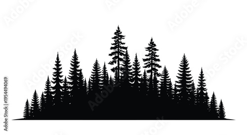 Dense forest of evergreen trees presented as a striking silhouette