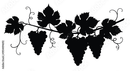 Detailed grape vine and bunches a striking black silhouette