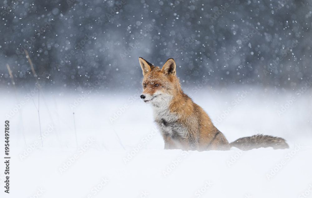 Fototapeta premium Red fox ( Vulpes vulpes ) in winter scenery