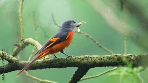 Small Minivet Bird Perching on Tree Branch with Insect in Beak, Orange and Grey Wild Bird in Tropical Forest, Wildlife Photography in Natural Habitat, Close Up Bird Behavior with Prey.