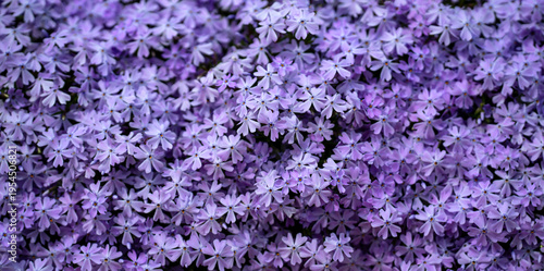 Foto Flower carpet covers the garden ground