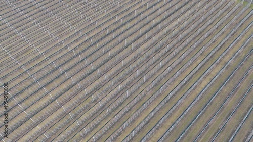 above the orchard , spring 