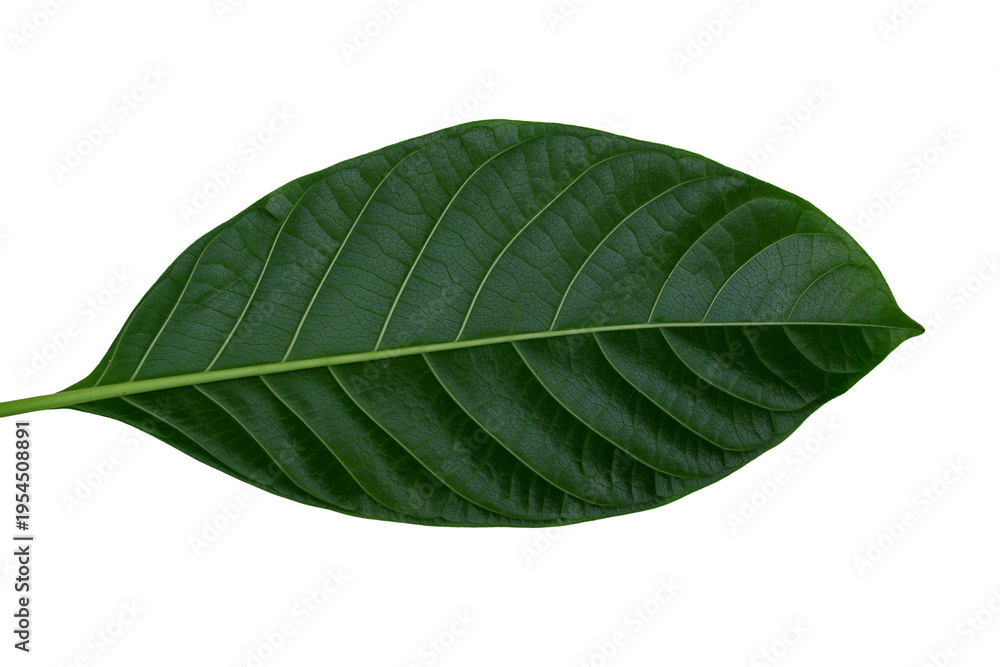 Obraz premium a Fresh Green Leaf Isolated on Transparent Background