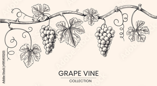 Background with grapes, vine and brunch. Detailed template layout design, brochure or cover for wine card, menu
